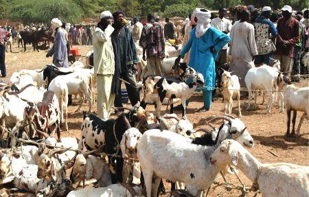 Niger élevage