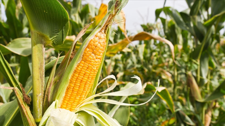 Agriculture