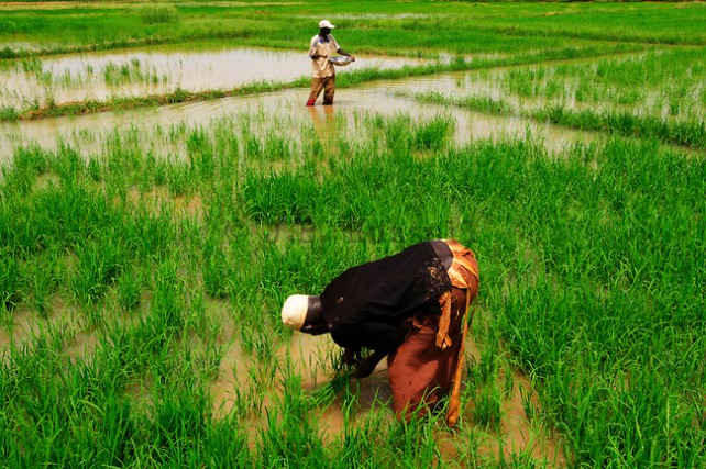 Agriculture