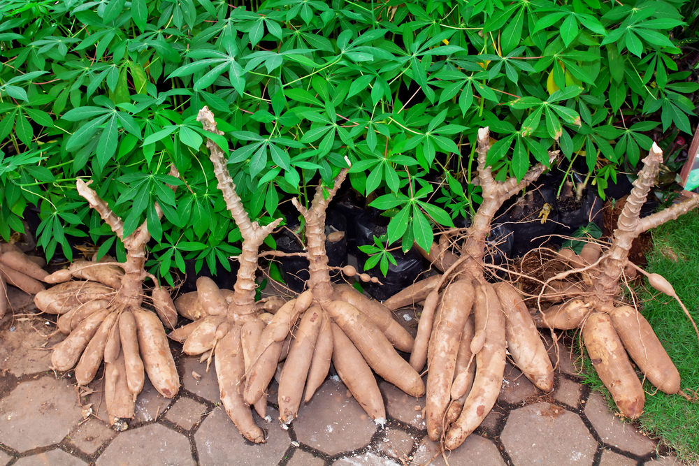 Manioc