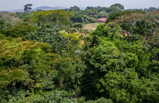 Forestation