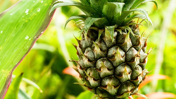 Ananas