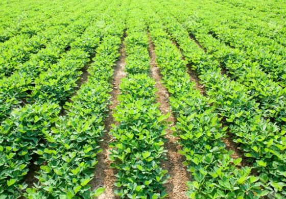 Agriculture