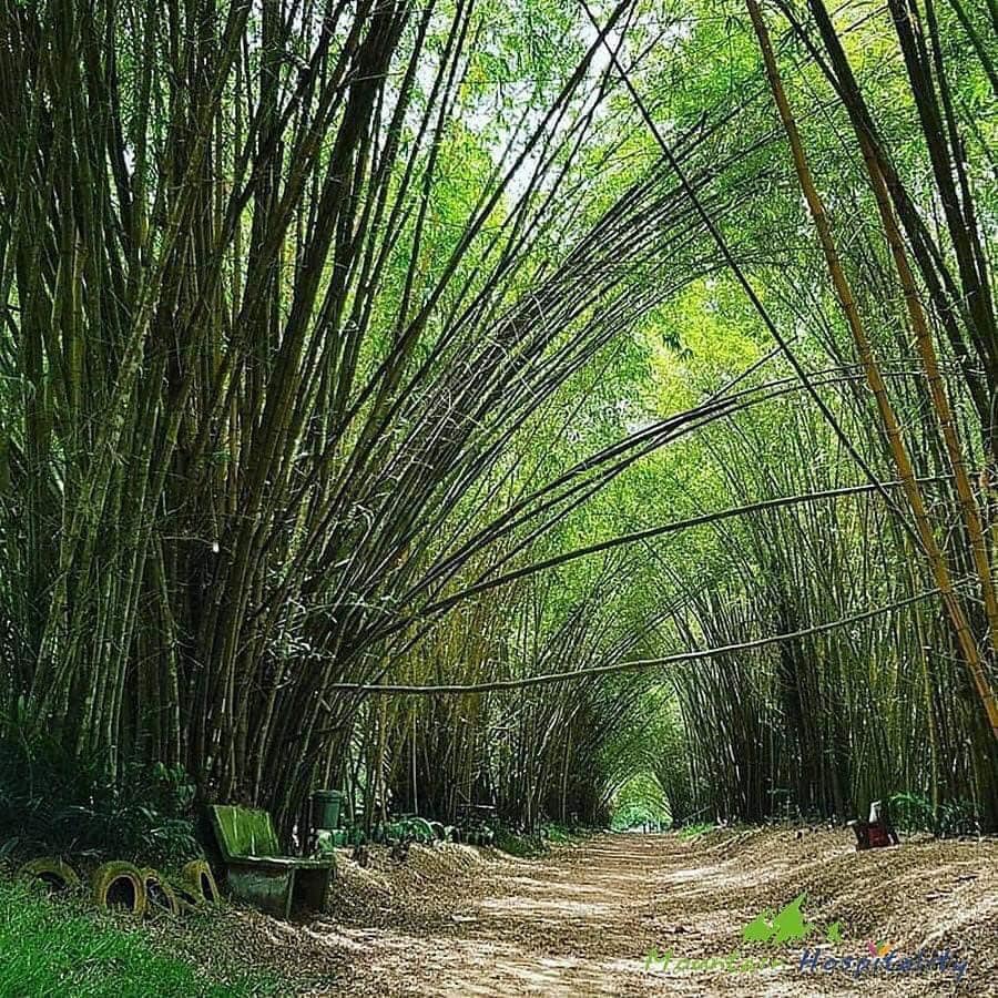 Jardin botanique de Bingerville